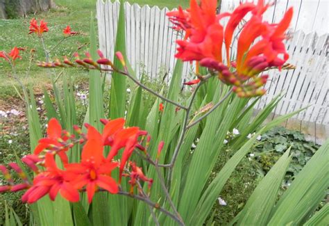 Flowers That Come Back Every Year And Like Full Sun at Elsie Tucker blog