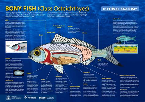 Are Sharks Bony Fish Understanding Fish Skeletal Structures
