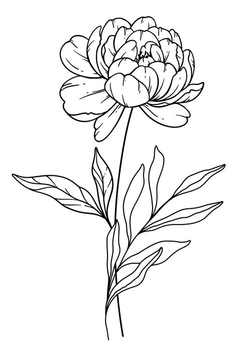 Premium Vector | Peony Line Art Peony outline Illustration November ...
