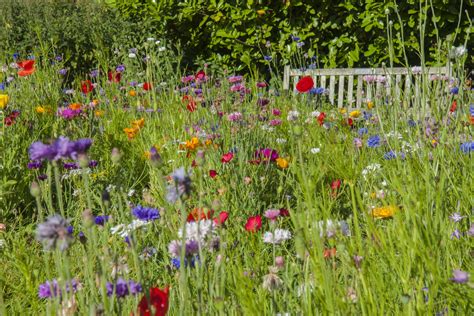 Wild Flowers Garden Free Stock Photo - Public Domain Pictures