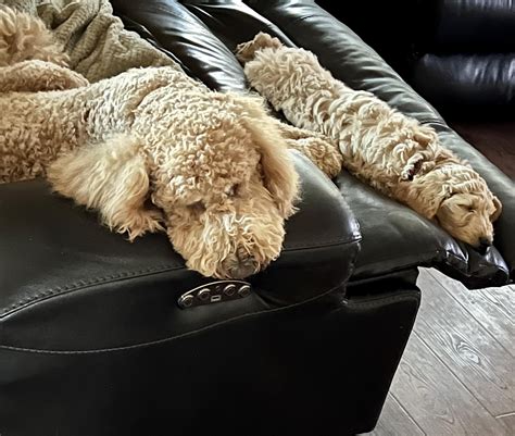 Sonny (older) and Brody (pup). Same mom and same dad. Exactly 11 months ...