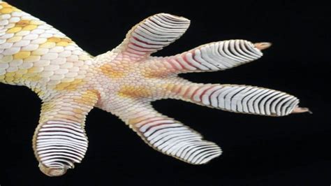 Microscopic hair make gecko s feet sticky