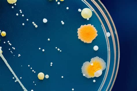 Monkey business: What can primates tell us about human cognition ...