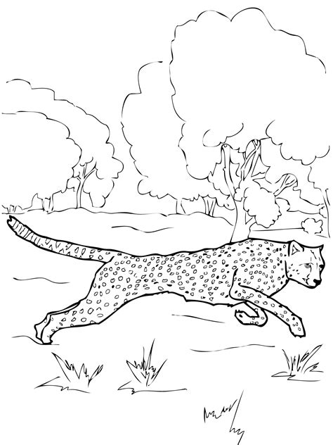 Free Printable Cheetah Coloring Pages For Kids