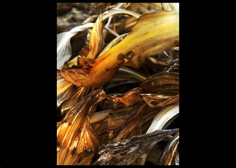 2024 CNY Scholastic Art Awards: Photography - syracuse.com