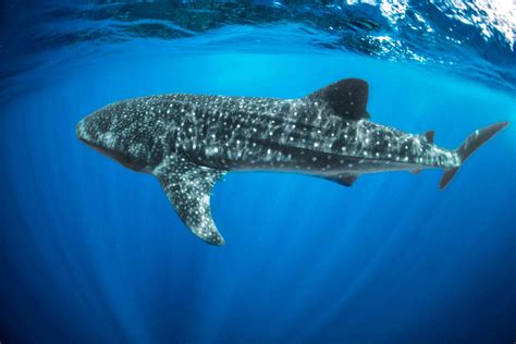 10 Fun Facts About Whale Sharks