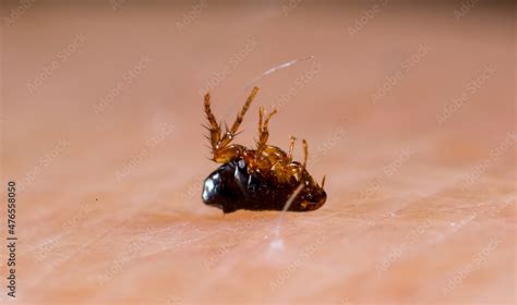 Flea 的图像结果