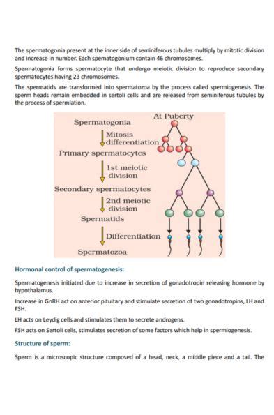 Image result for Class 12 Bio Human Reproduction