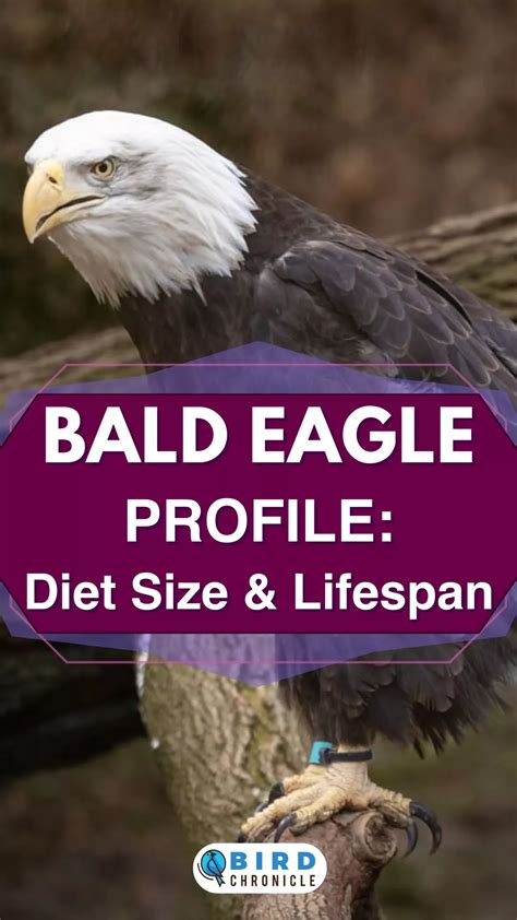 Bald eagle profile diet size lifespan ultimate guide – Artofit