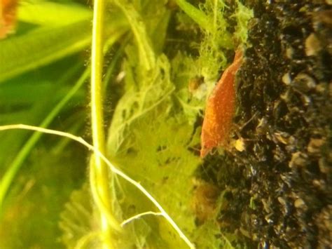 Aquarien und Zubehoer Kleinanzeigen | Aquarien und Zubehoer Annoncen ...