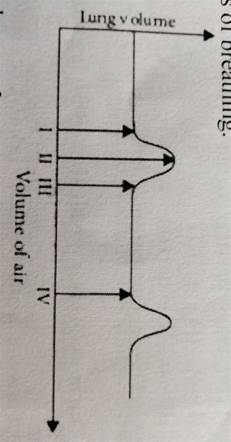 a. The given graph illustrates the changes in lung volume during the ...