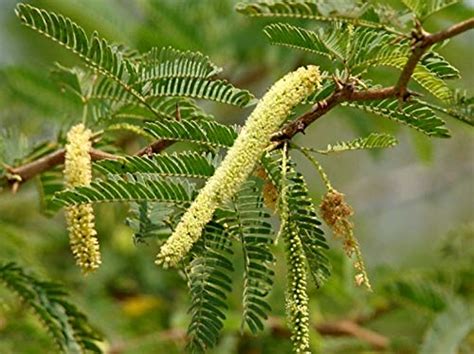 Greenwill Shami Tree Seeds/ Prosopis Cineraria Tree Seeds : Amazon.in ...