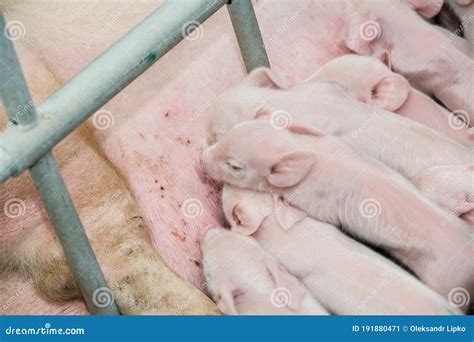 Animal Agriculture 的图像结果