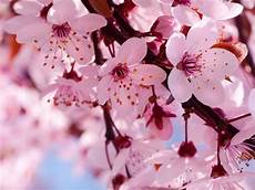 fior di ciliegio significato fiori di ciliegio significato fiori fiori fior di ciliegio significato fiori di ciliegio significato fiori fiori