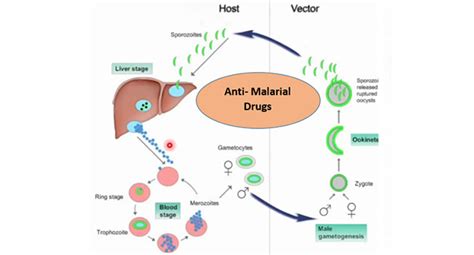 Anti-Malarial Drugs | SAKSHAM LMIS - NIHFW