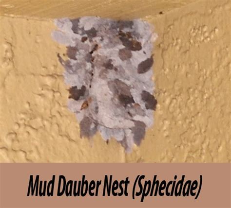 ALL Florida Bee Removal Blog: Free Hornet Nest Removal