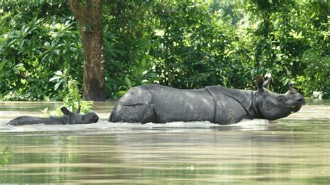 116 animals perished in flooded Kaziranga park so far, 143 rescued ...