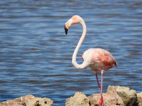 Flamingo Google Classroom Code 的图像结果