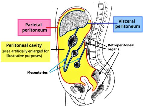 Peritônio Parietal E Visceral - RETOEDU