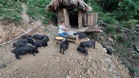 Image result for Primitive Farm