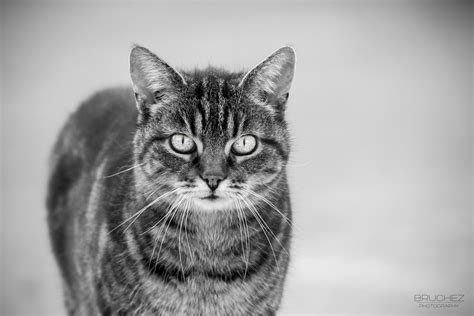 Image result for Cat Coding at Computer Pic