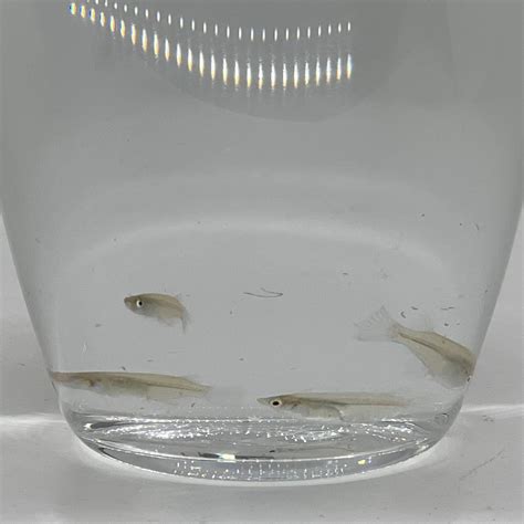 Java Rice Fish 的图像结果