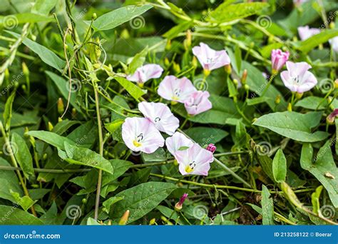 White and Pink Morning Glory Ipomoea Aquatica, False Bindweed, Water ...