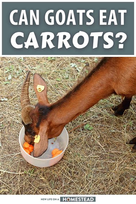 So, Can Goats Eat Carrots?