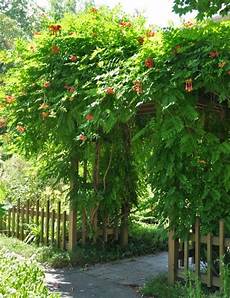 Climbing Plants For Arbors by 19 Best Pergola Plants Climbing Plants For Pergolas And Climbing Plants For Arbors