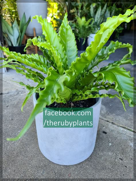 How to Grow and Care for Bird’s Nest Ferns – The Ruby Plants