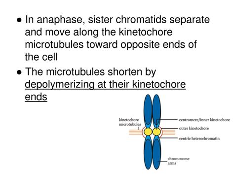 PPT - CH 12 NOTES, part 1 : Chromosomes, the Cell Cycle, and Cell ...