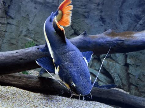 Image result for Shark Tale Red Fish