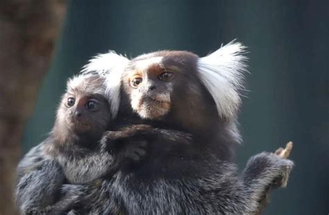 El robo de los monos Tití en Guillena es investigado por la Guardia Civil como "un encargo"