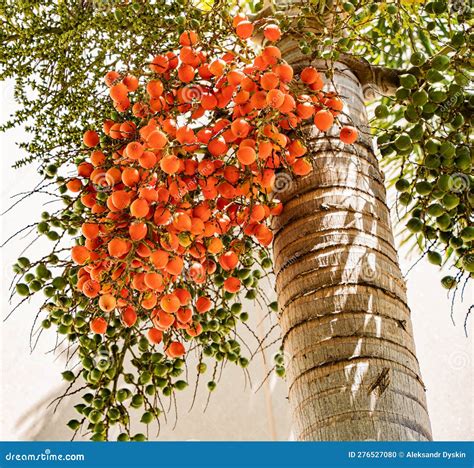 Bright Orange Berries on the Palm Tree in the Park in Sarasota, Florida ...