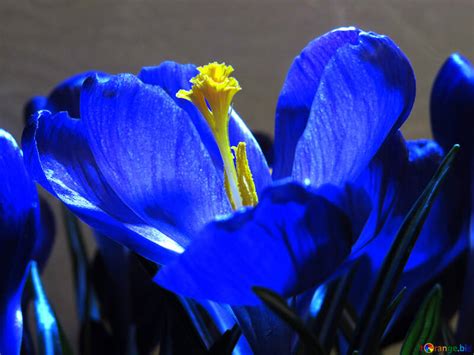 Image result for Spring Flower 321