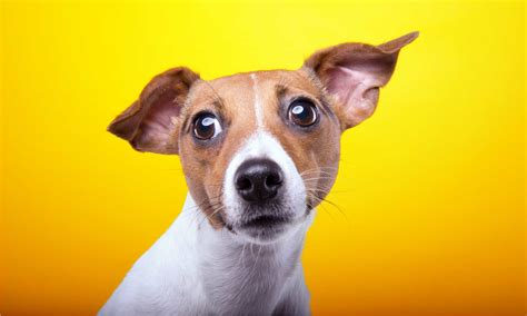 Purpose Of Dog Whiskers