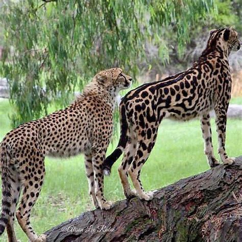 cheetah features