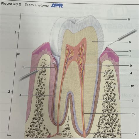 Tooth 的图像结果