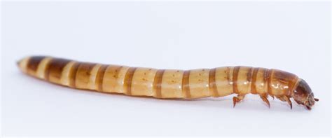 The Ins and Outs of Mealworm for Birds - The Bird House