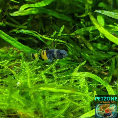 Brackish Water Tropical Fish: Bumble Bee Goby (Brachygobius doriae)