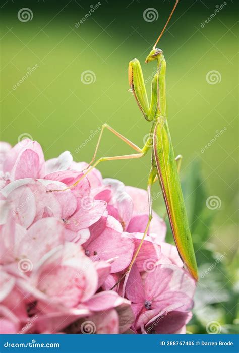 Green Praying Mantis on Pink Flowers Stock Photo - Image of praying ...