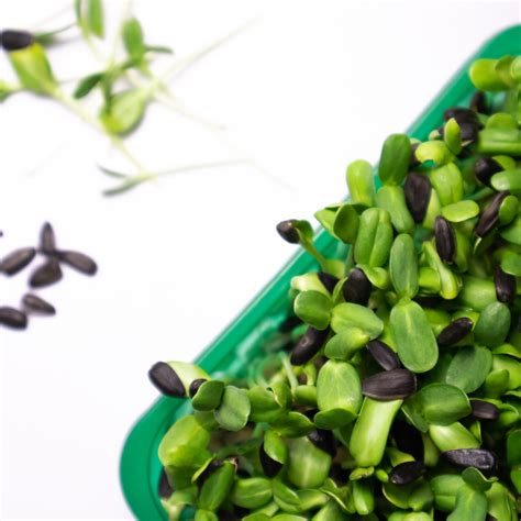 Organic Sunflower Microgreens (100g) – Micro Warrior Greens