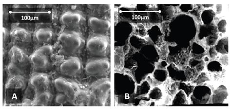 Rice-Husk-Based Materials for Biotechnological and Medical Applications