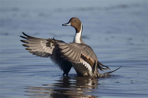 Endangered Ducks In North America