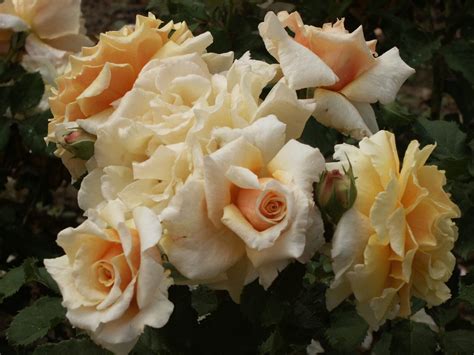 カテゴリ TOCCA - 2021 SUMMER COLLECTION CARAMELLA カラメラ の通販 by とみくま♡shop｜トッカ ...