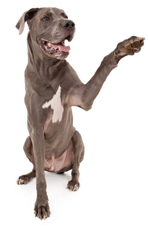 Great Dane Names - 300 Awesome Ideas For Naming Your Puppy