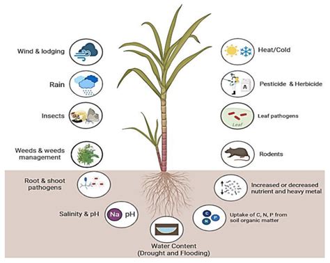 Essential Nutrients Required For Sugarcane Crop Yields