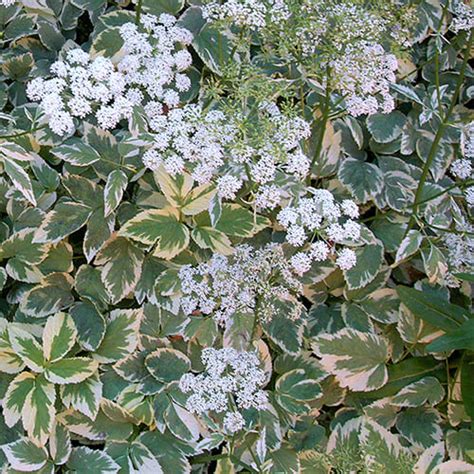 Купить сныть Variegata в Березовском питомнике растений