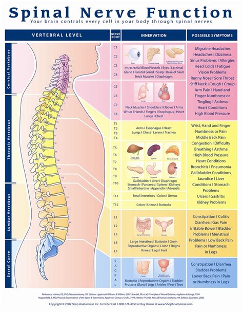 Spinal Nerves Function Chart - Educational Chart Resources