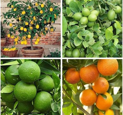 Mosami lebu plant, plant for mosambi lebu (pack of 2) : Amazon.in ...